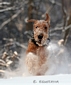 airedale-335