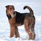 airedale-337