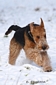 airedale-338