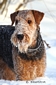 airedale-340