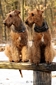 airedale-341