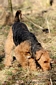 airedale-343