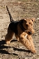 airedale-344