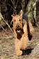 airedale-345