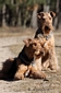 airedale-346