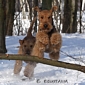 airedale-351