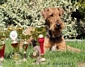 airedale-353