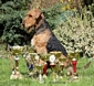 airedale-354