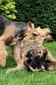 airedale-360