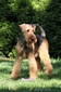 airedale-361