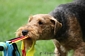 airedale-362