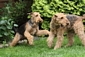 airedale-364