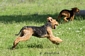 airedale-366