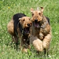 airedale-369