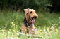 airedale-371