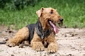 airedale-373