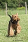 airedale-375