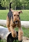 airedale-376