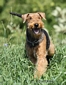 airedale-379