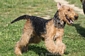 airedale-380