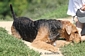 airedale-381