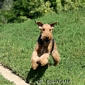 airedale-384