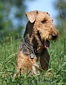 airedale-385