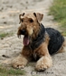 airedale-386