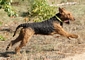 airedale-390