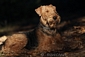 airedale-391