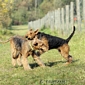 airedale-394