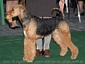 airedale-395