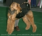 airedale-396