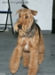 airedale-397