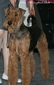 airedale-398