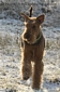 airedale-404