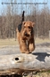 airedale-406