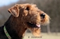 airedale-409