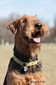 airedale-411