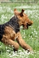 airedale-414