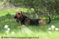 airedale-418