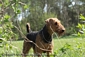 airedale-420