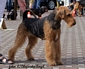 airedale-421