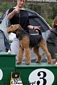 airedale-423