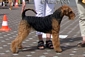 airedale-424