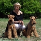 airedale-425