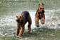 airedale-429