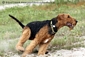 airedale-431