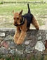 airedale-433