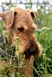 airedale-434